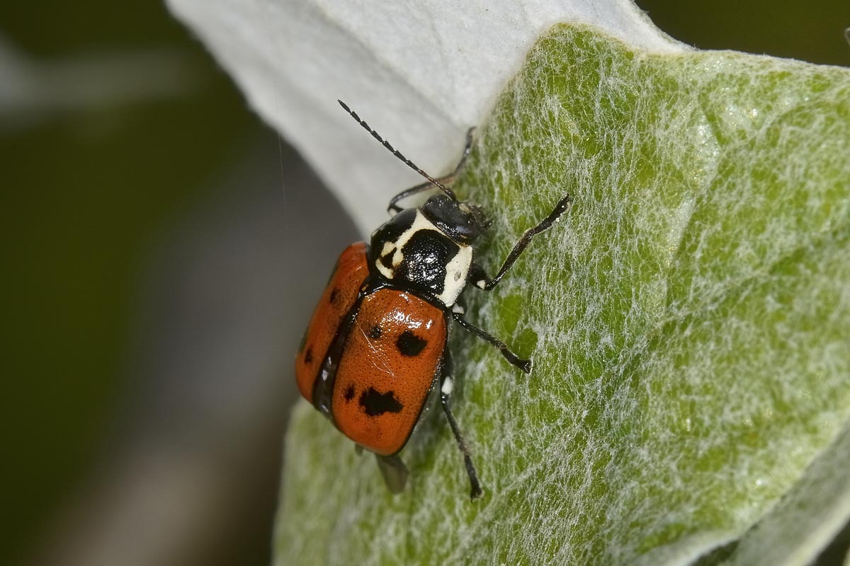 Cryptocephalus octopunctatus, Chrysomelidae